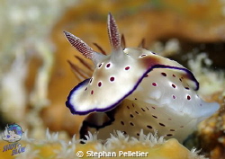 Ribescia Tryoni by Stephan Pelletier 